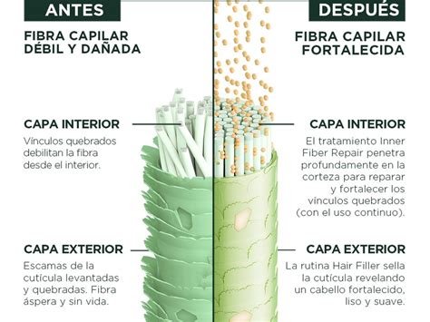 Esquema que muestra la estructura interna de una fibra capilar dañada frente a una reparada tras un tratamiento de hidratación profunda