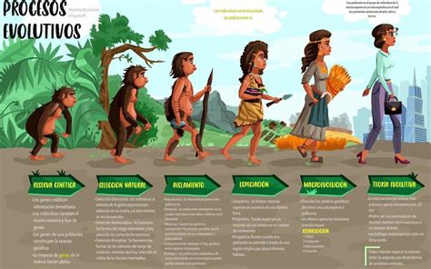 Esquema biológico y evolutivo que explica la atracción masculina hacia los senos femeninos.