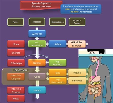 Esquema visual mostrando el proceso de los β-glucanos en el tracto digestivo para la reducción del colesterol.