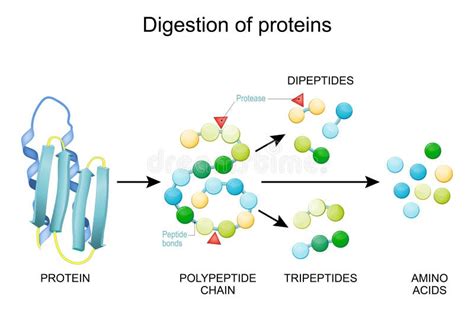 diagrama que muestra la acción de la bromelaína en la digestión de proteínas