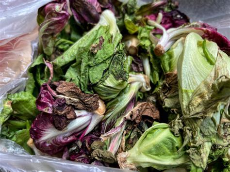Foto de lechuga marchita o 