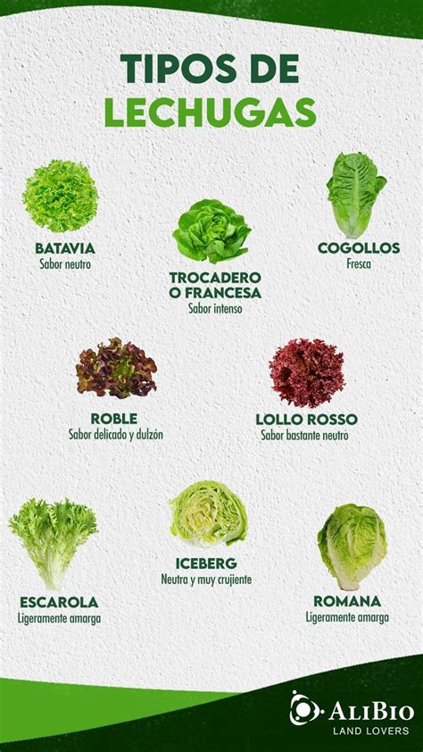 Infografía que muestra la estructura de un taco de lechuga: hoja de lechuga como base, carne asada, pico de gallo fresco y rodajas de aguacate.
