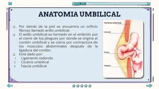 Ilustración anatómica mostrando la salida de tejido a través del anillo umbilical en una hernia umbilical.
