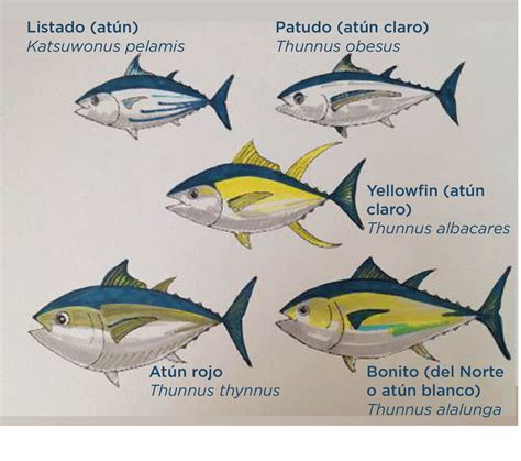Comparativa visual de los diferentes tipos de atún, destacando su tamaño y color.