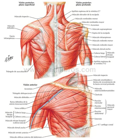 Esquema de los músculos del hombro