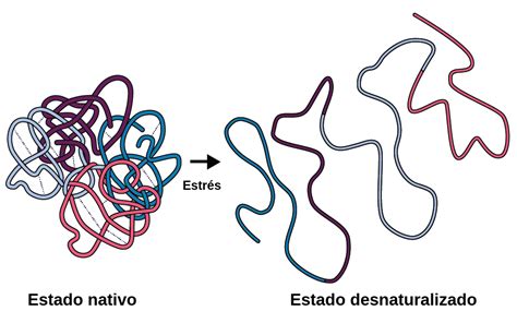 diagrama explicando la desnaturalización de proteínas