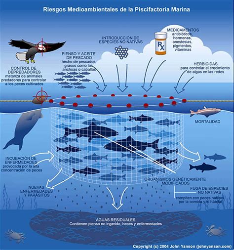 Infografía comparativa de impacto ambiental de la acuicultura de salmónidos en ecosistemas nativos vs. exóticos.