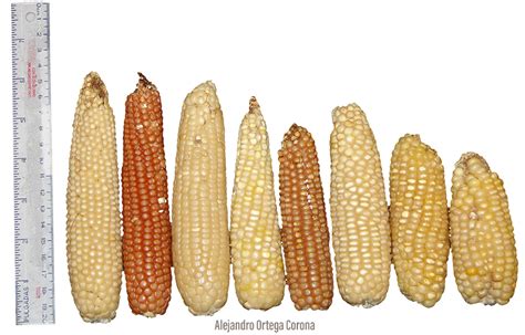Ilustración mostrando los diferentes tipos de granos de maíz (duro, dulce, reventador, harinoso, ceroso, dentado).