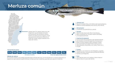 Infografía sobre el ciclo reproductivo de la merluza austral y las vedas