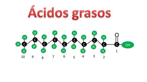 Esquema químico: Representación de la estructura de un ácido graso (R-COOH) y su función en la membrana celular.