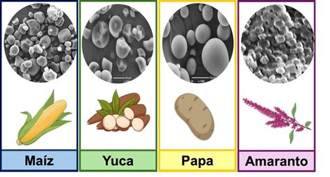 Gránulos de almidón de yuca nativo y modificado observados al microscopio electrónico de barrido