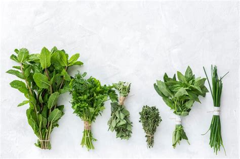 Surtido de hierbas aromáticas frescas