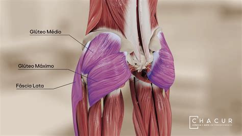 Diagrama general de los músculos glúteos (mayor, medio, menor)