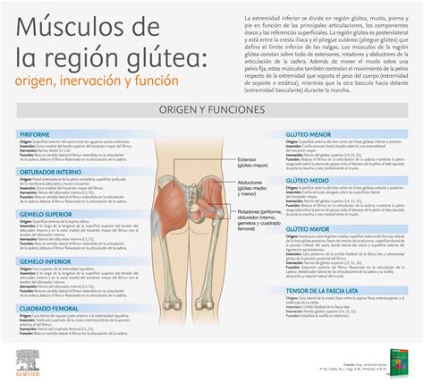 Comparación de la distribución de grasa en la región glútea entre hombres y mujeres, incluyendo el pliegue glúteo