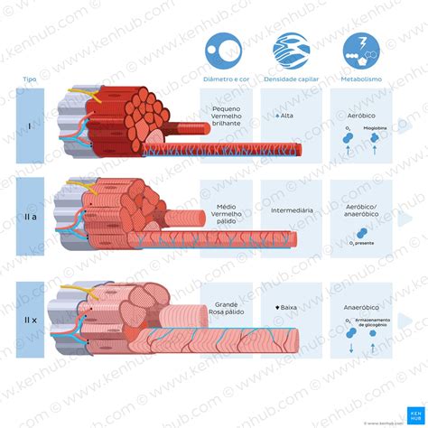 Infografía sobre los tipos de fibras musculares en la carne