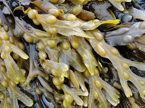 fotografia de alga fucus en su habitat natural