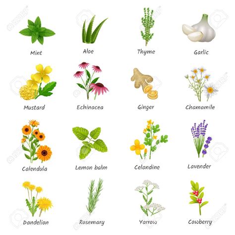 Ilustración de plantas medicinales comunes (jengibre, orégano, romero) en un entorno de cocina o huerto urbano.