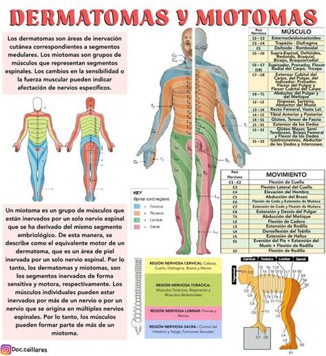 Infografía técnica sobre las capas musculares (miotomas) del salmón y cómo identificar su frescura