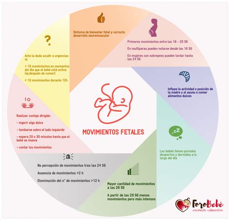 Infografía: Cronología de los movimientos fetales en el embarazo