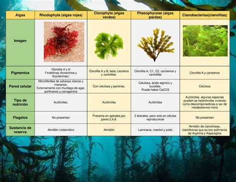 Esquema nutricional comparativo: algas frente a alimentos terrestres (calcio, hierro, vitaminas)