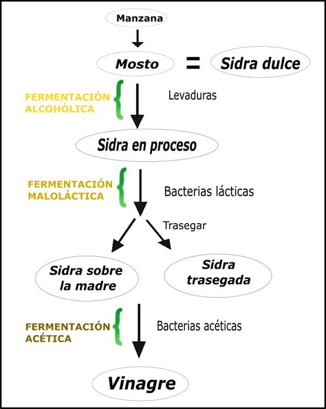 Esquema de la fermentación natural de granos y agua para crear burbujas de aire