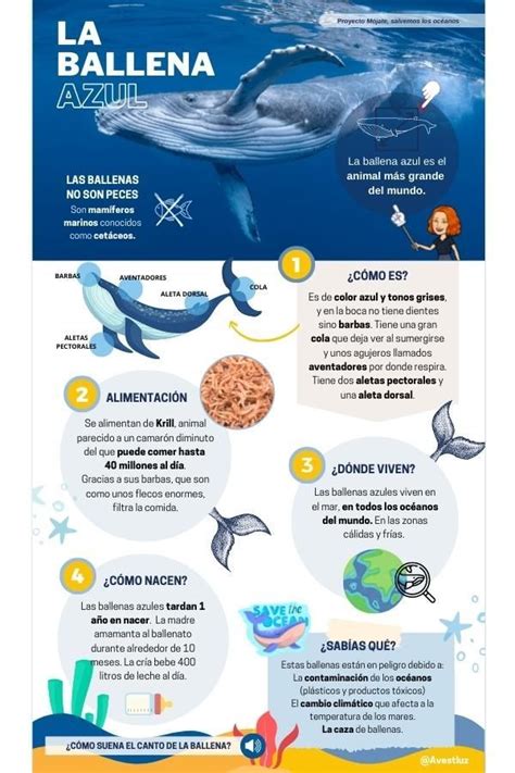 Infografía sobre el hábitat ideal de la madre perla, mostrando aguas someras, sustrato duro y rangos de profundidad.