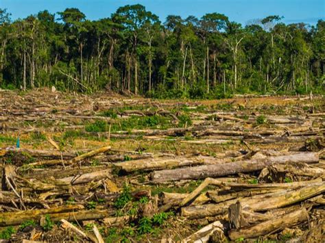Mapa de las principales zonas de deforestación causadas por el cultivo de palma aceitera en regiones tropicales