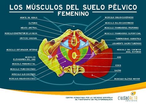 Infografía que detalla los pasos para identificar los músculos del suelo pélvico, con ilustraciones para hombres y mujeres.