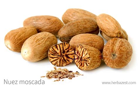 Esquema de la nuez moscada entera y sus componentes: semilla y arilo (macis).