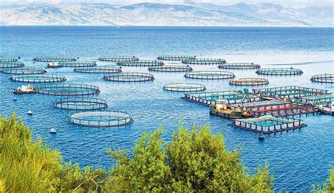 Imagen temática de piscifactorías de salmón en un entorno marino chileno