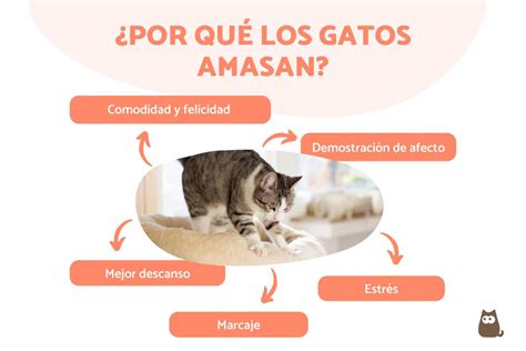 Infografía que muestra las diferentes razones por las que los gatos amasan: confort, marcaje territorial, afecto, preparación de cama.