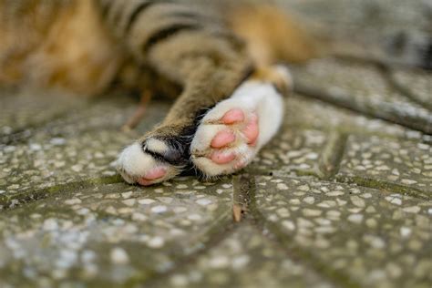 Primer plano de las patas de un gato amasando una manta suave.
