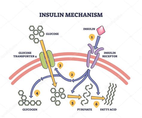diagrama explicando el mecanismo de la resistencia a la insulina