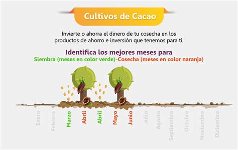 Infografía comparativa de monocultivo vs. cultivo de cacao en selva biodiversa