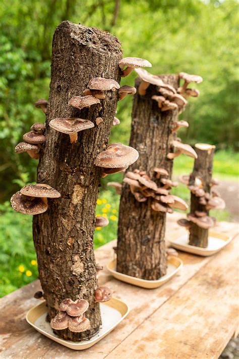 Fotografía de troncos inoculados con micelio de shiitake en un entorno forestal