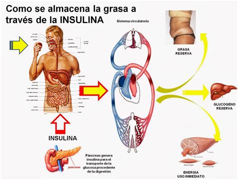 Esquema sobre la relación entre ingesta de alimentos, insulina y metabolismo