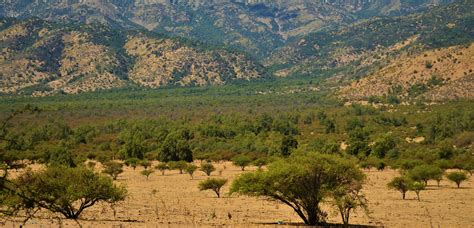 Fotografía del sendero y el bosque esclerófilo en la ruta del Estero El Manzano