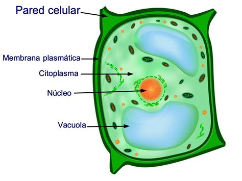 Esquema de una célula vegetal eucariota mostrando la pared celular, el núcleo y la vacuola central
