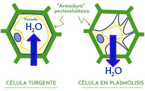Diagrama comparativo entre una célula en estado de turgencia y una célula en proceso de plasmólisis