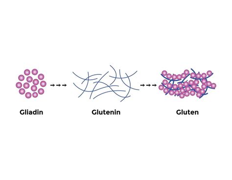 Esquema molecular del gluten comparado con un virus.