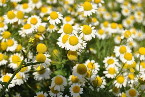 Primer plano de flores de manzanilla alemana (Matricaria chamomilla)