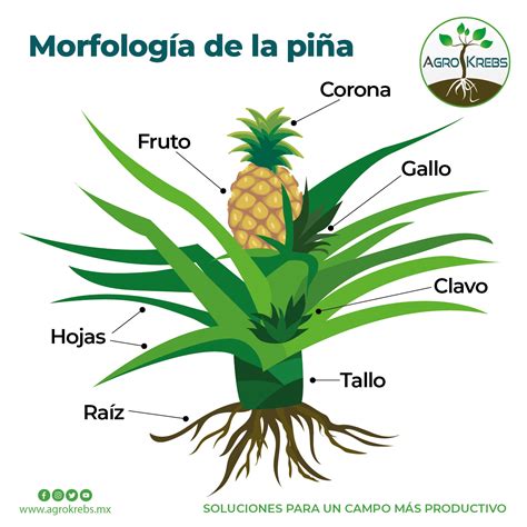 Esquema de las características morfológicas y organolépticas de la piña MD2 (color dorado, forma cilíndrica, pulpa jugosa)