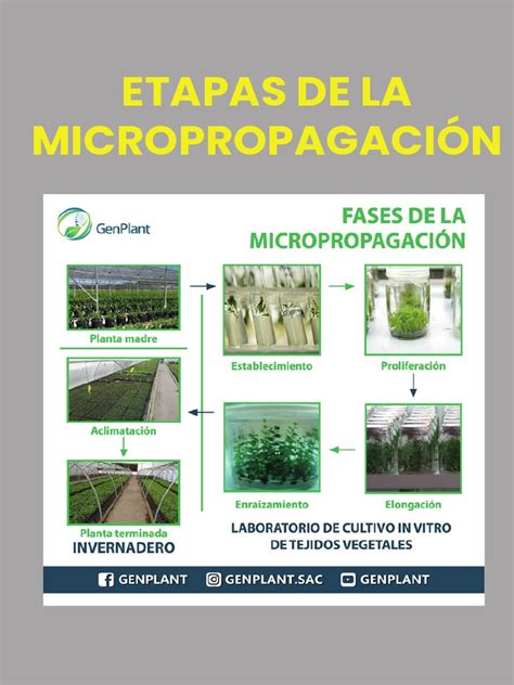 Infografía sobre el proceso de micropropagación: desde el laboratorio de biotecnología hasta el endurecimiento en vivero