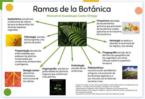 Esquema que muestra la clasificación botánica frente a la culinaria de diversas especies vegetales