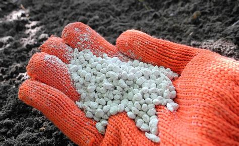 Inoculación de compost con micelio de champiñón en un contenedor