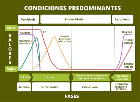 Esquema general del proceso de ensilado de maíz