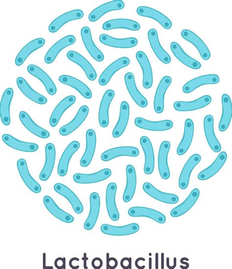 Ilustración de bacterias Lactobacillus plantarum, comunes en ensilajes