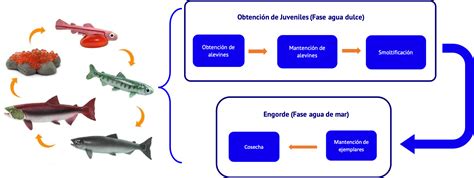 Esquema de monitoreo oceanográfico en centros de cultivo de salmónidos