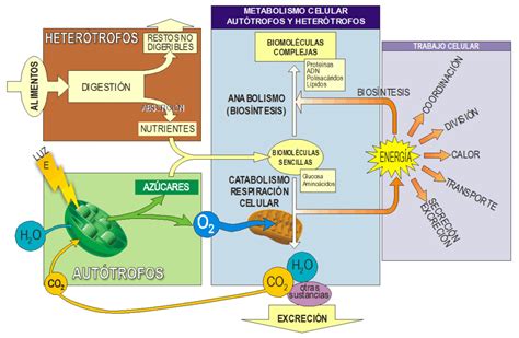 Esquema de la analogía entre la llama de una vela y el metabolismo en los organismos vivos