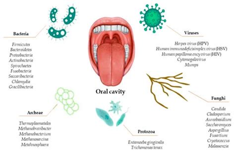 Esquema de bacterias en la boca humana